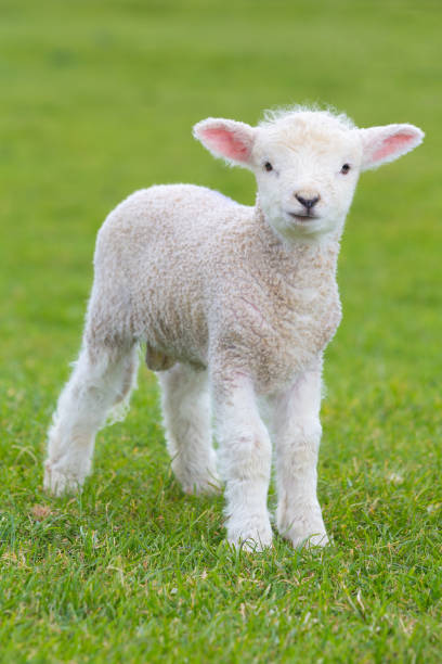 istock Small cute lamb gambolling in a meadow in a farm 841393270