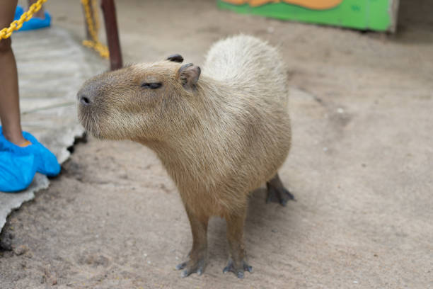 Biggest Mouse Capybara Hydrochoerus Hydrochaeris Stock Photo - Download Image Now - Animal, Animal Hair, Animal Wildlife - iStock Biggest Mouse Capybara Hydrochoerus Hydrochaeris Stock Photo - Download Image Now - Animal, Animal Hair, Animal Wildlife - iStock