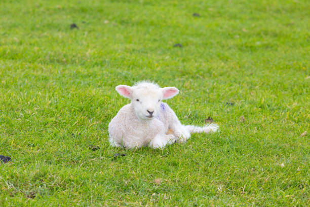 istock Small cute lamb gambolling in a meadow in a farm 841393902