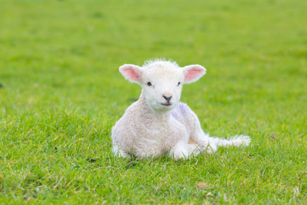 istock Small cute lamb gambolling in a meadow in a farm 841396152