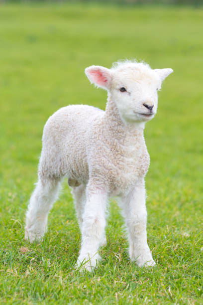 istock Small cute lamb gambolling in a meadow in a farm 841396346
