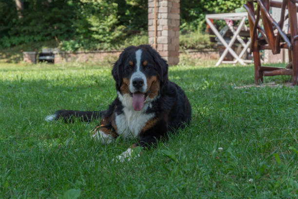istock Bernese Mountain Dog laying on the lawn 841396828