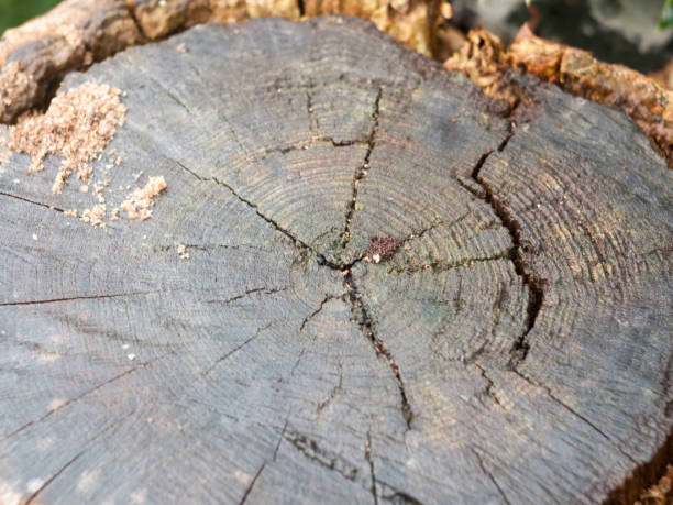 istock close up of cracks in cut stump of tree trunk 841401064