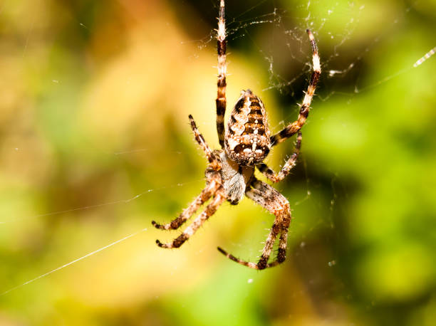 istock close up garden spider hanging on web Araneus diadematus 841401120
