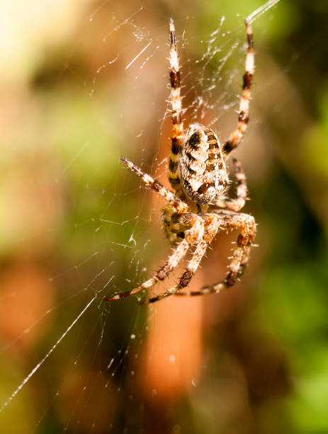 istock close up garden spider hanging on web Araneus diadematus 841401134