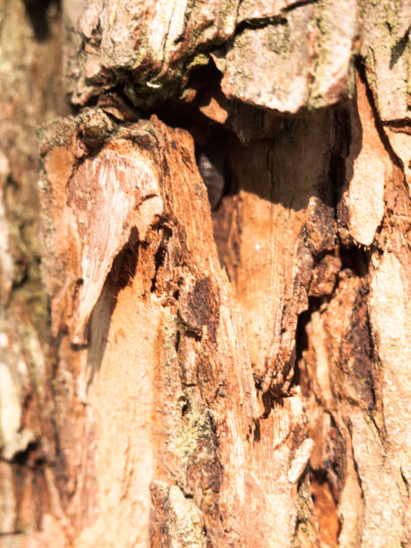 istock close up texture of wood bark on tree cut into 841401158