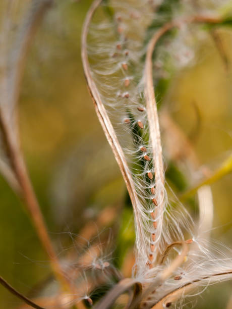 istock lovely spiral odd shape plant dandelion strands close 841401176