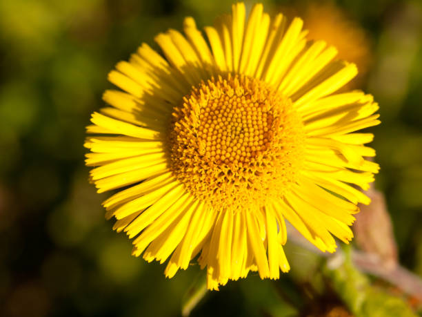 夏黄色コルトの足 tussilago farfara 1 つを閉じる - dewy sunflower ストックフォトと画像