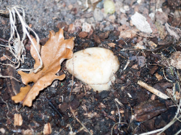 primo piano di piccoli funghi bianchi morbidi tappo testa a terra - fungus moss log magic mushroom foto e immagini stock