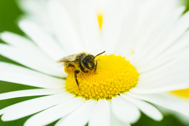 istock European honey bee on Camomile flower 841403650