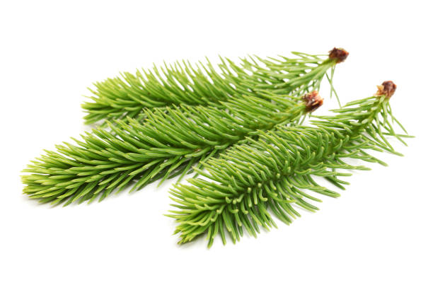 istock Set of coniferous tree branches. Spruce, pine, thuja, fir twigs 841404446
