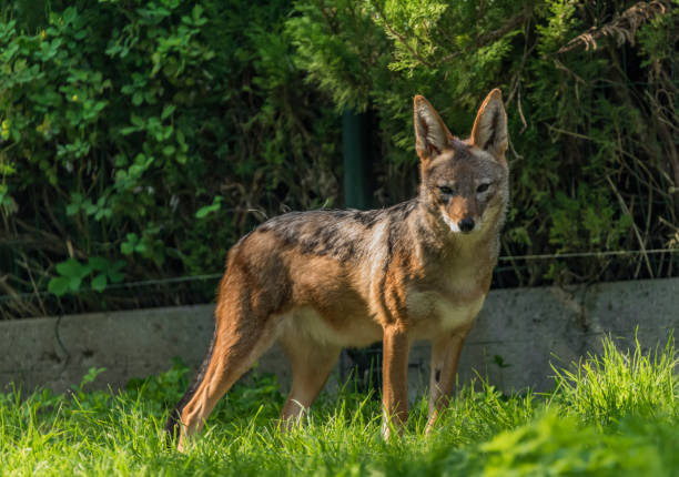 Jackal with green grass background and sun Jackal with green grass background in sunny evening jackals stock pictures, royalty-free photos & images