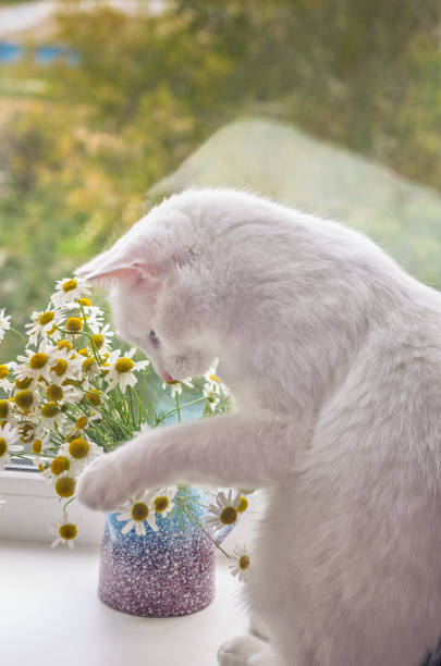 istock White cat on the windowsill playing with daisies 841408260