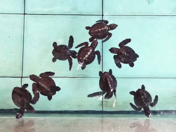 istock Baby Sea Turtle in the nursery pool. 841408414