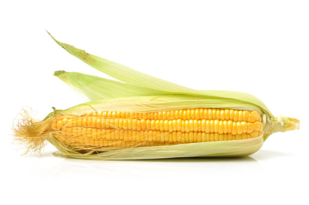 espiga de milho-verde abertos isolado no fundo branco - corn corn crop corn on the cob isolated - fotografias e filmes do acervo