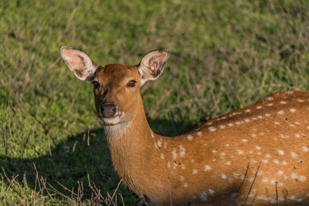 istock Female Vietnam deer in evening sun 841409092