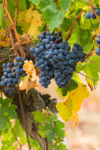 istock Ripe red wine grape ready to harvest 841412492