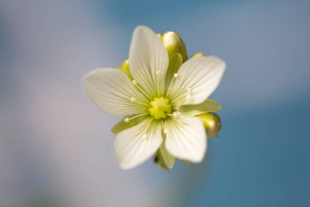 Venus Flytrap flower with soft white petals in full bloom