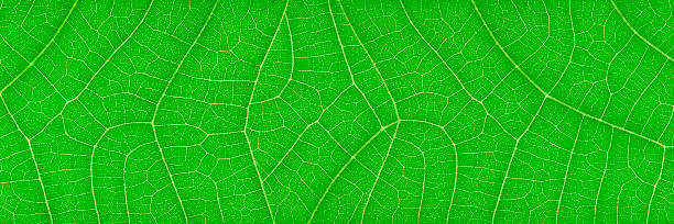 texture orizzontale a foglia verde per motivo e sfondo - leaf autumn macro leaf vein foto e immagini stock