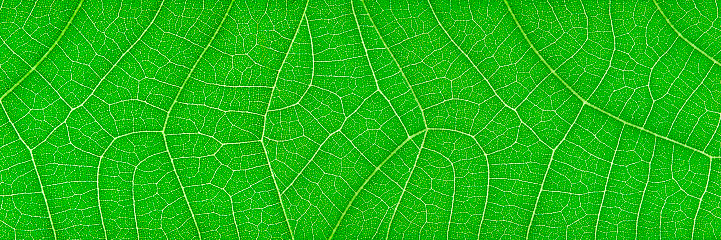 Green leaf texture extreme close-up spot lit