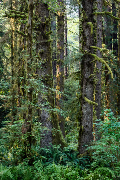 istock Tall Redwood Trees in California 841416138