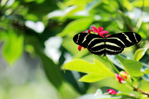 istock A  Zebra Longwing Butterfly on a Pink Flower with His Wings Wide Open 841416628