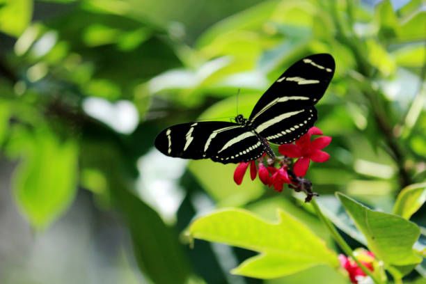 istock A  Zebra Longwing Butterfly on a Pink Flower with His Wings Wide Open 841416640
