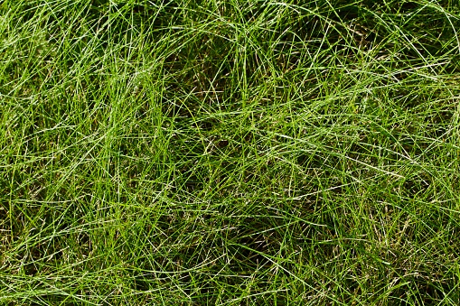 Closeup of long strands of fine green grass
