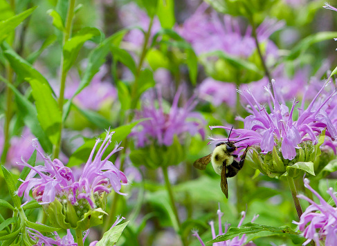Bumble bee feeding on a wild bergamot blossom