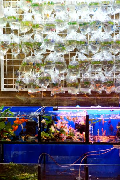 istock Pet Fish Market in Mong Kok, Hong Kong 841422356