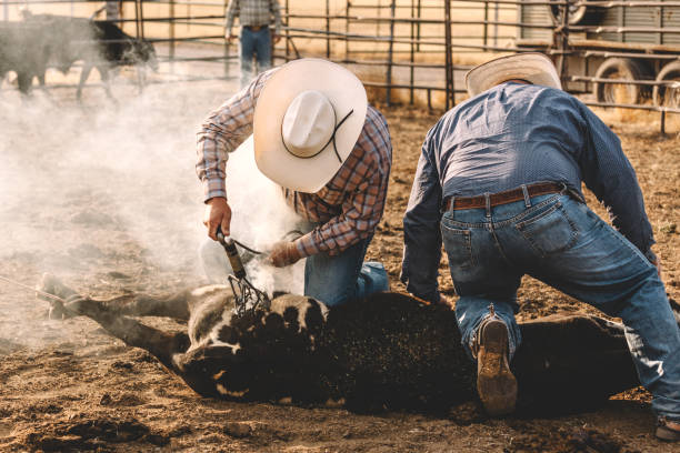istock branding the livestock 841422748