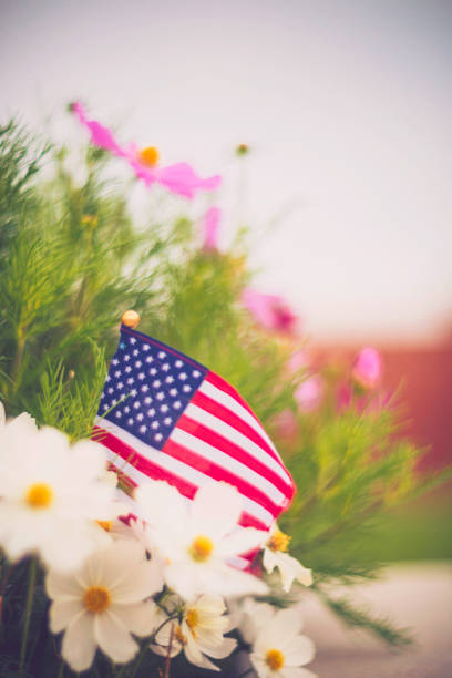 istock American flag background in Autumnal setting with cosmos flowers 841422774
