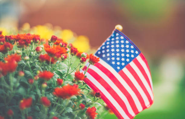 istock American flag background in Autumnal setting with chrysanthemums 841422776