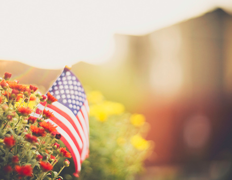 American flag background in Autumnal setting with chrysanthemums