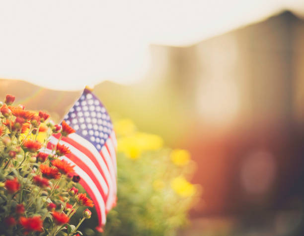 American flag background in Autumnal setting with chrysanthemums American flag background in Autumnal setting with chrysanthemums american flag flowers stock pictures, royalty-free photos & images