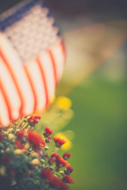 istock American flag background in Autumnal setting with chrysanthemums 841422804