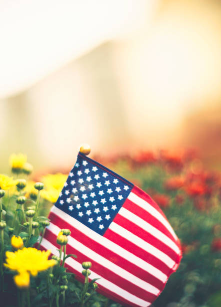 istock American flag background in Autumnal setting with chrysanthemums 841422836