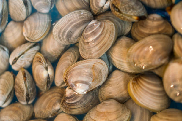 istock Food Photos 841425322