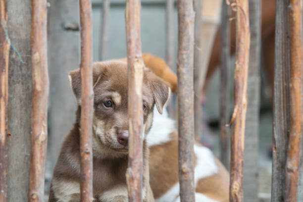 istock Closeup brown puppy in wood cage background 841425992