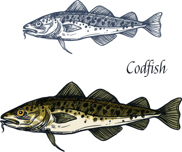 Cod fish vector isolated sketch icon Cod fish vector sketch icon. Isolated sea or ocean codfish pollock or haddock species of marine fauna animal symbol for zoology, seafood or fish food restaurant, fishing club or fishery market atlantic ocean stock illustrations