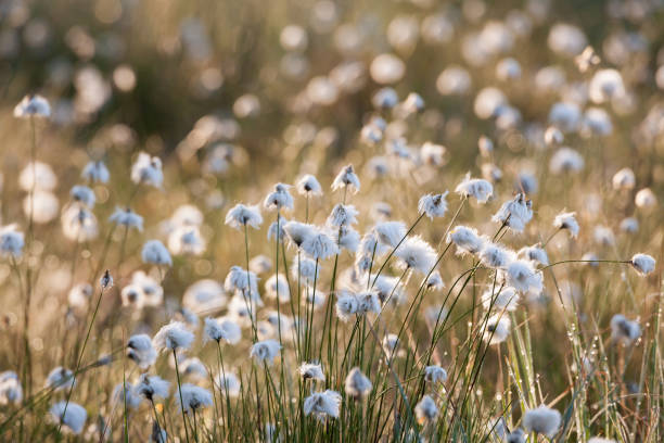 хлопковая трава при солнечном свете - cotton grass стоковые фото и изображения