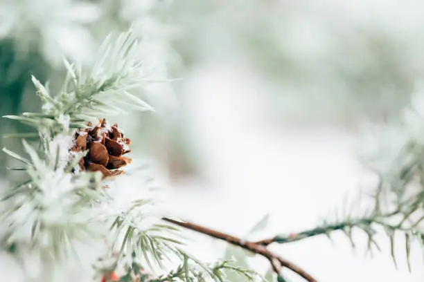 Snowy winter pine holiday background with copy space.