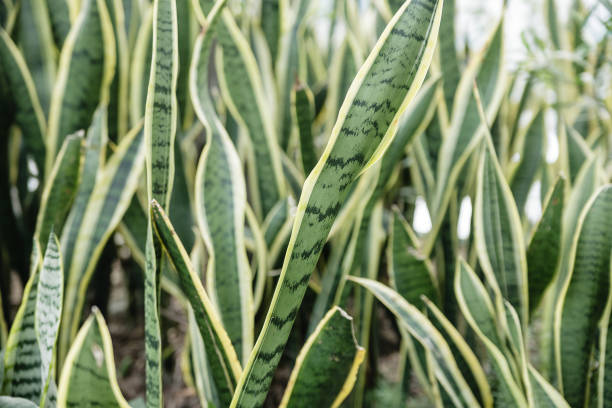 Sanseveria houseplant close-up
