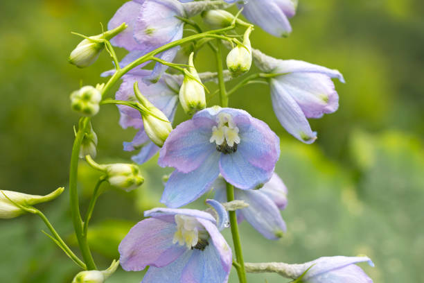 istock Beautiful blue delphinium in the garden 841433674