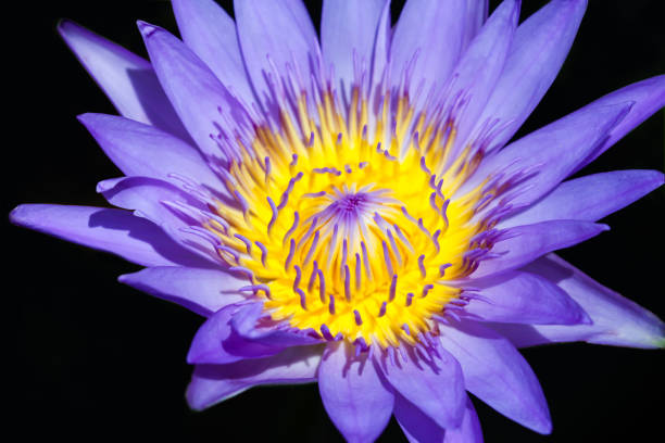 istock Beautiful waterlily or lotus flower with bee. 841434198