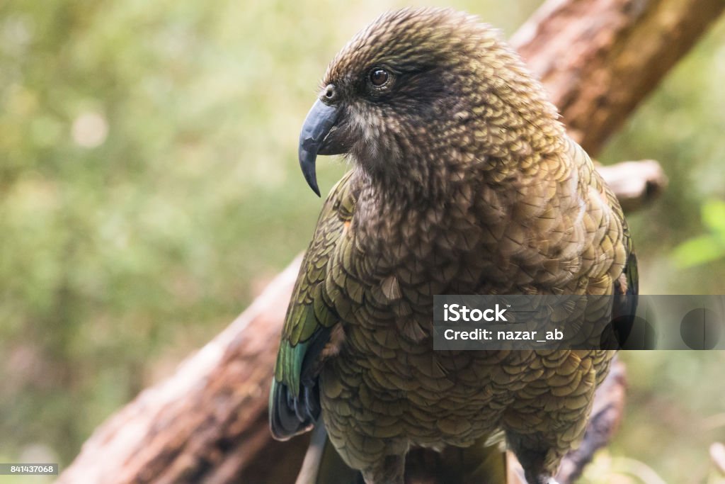 Kia Bird Of New Zealand Stock Photo - Download Image Now - Animal, Animal  Wildlife, Animals In The Wild - iStock