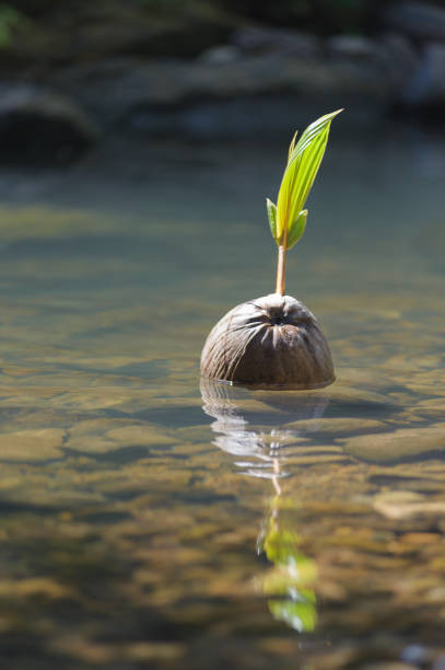 floating coconut stock photo