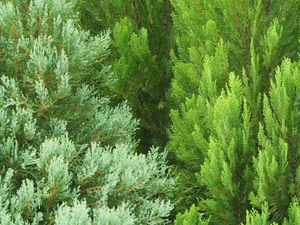 istock Leaves of fresh green pine 841439020