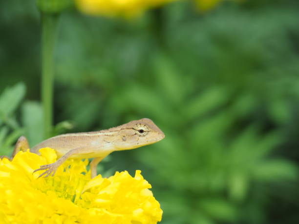 istock Lacertilia thai on yellow flowers 841444870