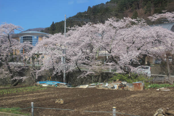 istock Japan in spring ,Cherry blossom Sakura 841445120